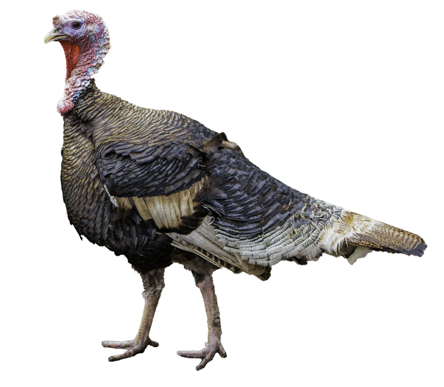 turkey-2361883.png